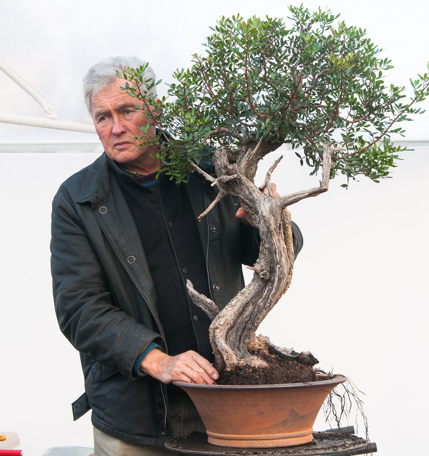 Pistacia lentiscus / Mastic tree.... from shrub to tree! : r/Bonsai