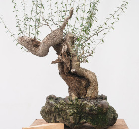 Olea-oleaster-12.2012