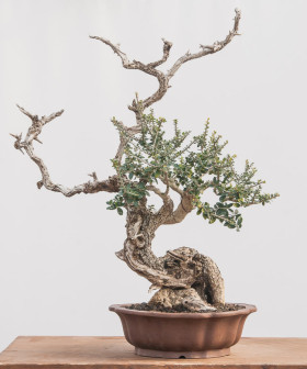 Olea-oleaster-01.2012