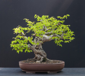 Carpinus-orientalis-04.2013