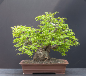 Carpinus-orientalis-04.2013