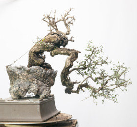 Olea-oleaster-03.2013