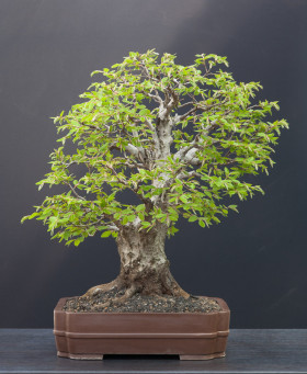 Carpinus-orientalis-04.2013