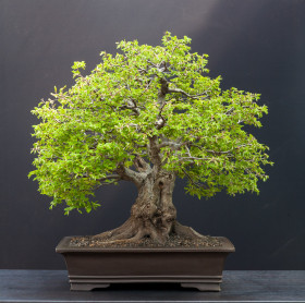 Carpinus-orientalis-04.2013