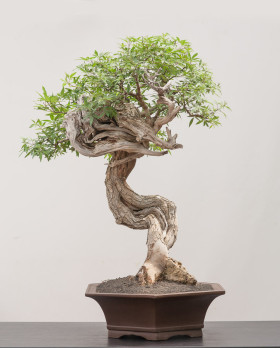 11-Vitex-agnus-castus-05