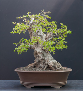 Carpinus-orientalis-04.2013